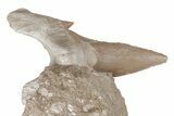 Otodus Shark Tooth Fossil in Rock - Eocene #215656-1